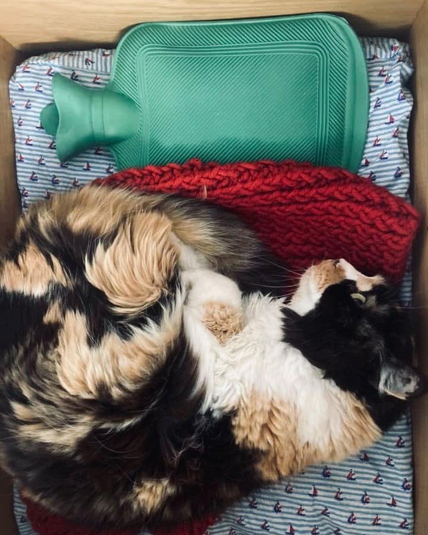 A cat asleep on sailboat-print bedding with a hot water bottle tucked in behind it