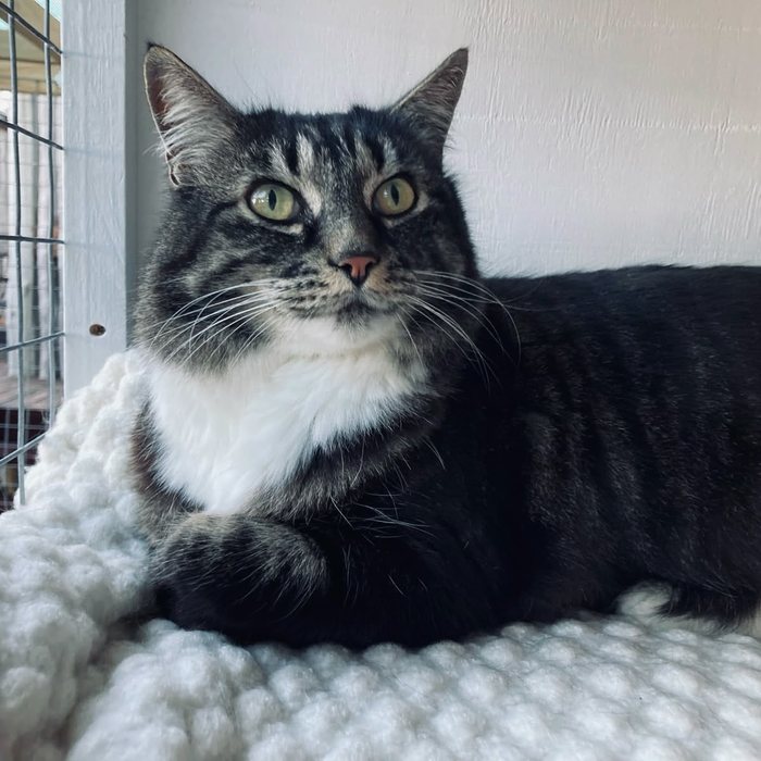 A tabby cat lying on a white blanket in its cabin