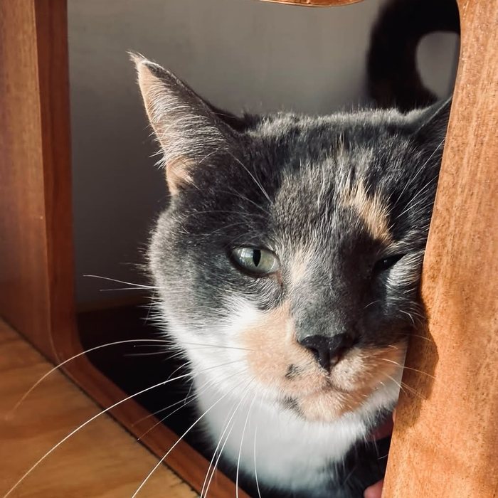 A calico cat looking through the wooden hatch of its cabin