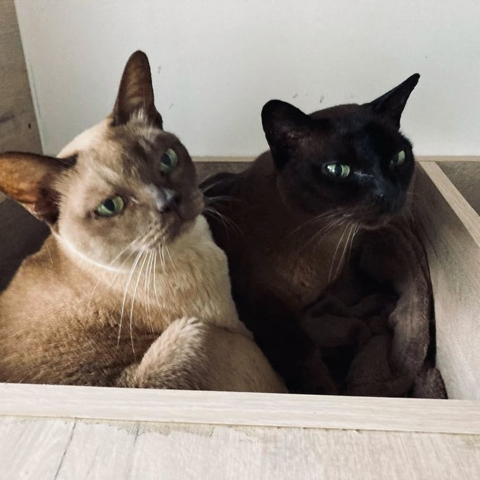 Two Burmese cats from the same home sharing a cabin