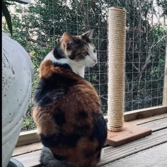 A cat on the catio deck beside its scratching post