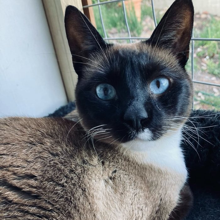 A Siamese cat settled in its cabin, looking out at the garden