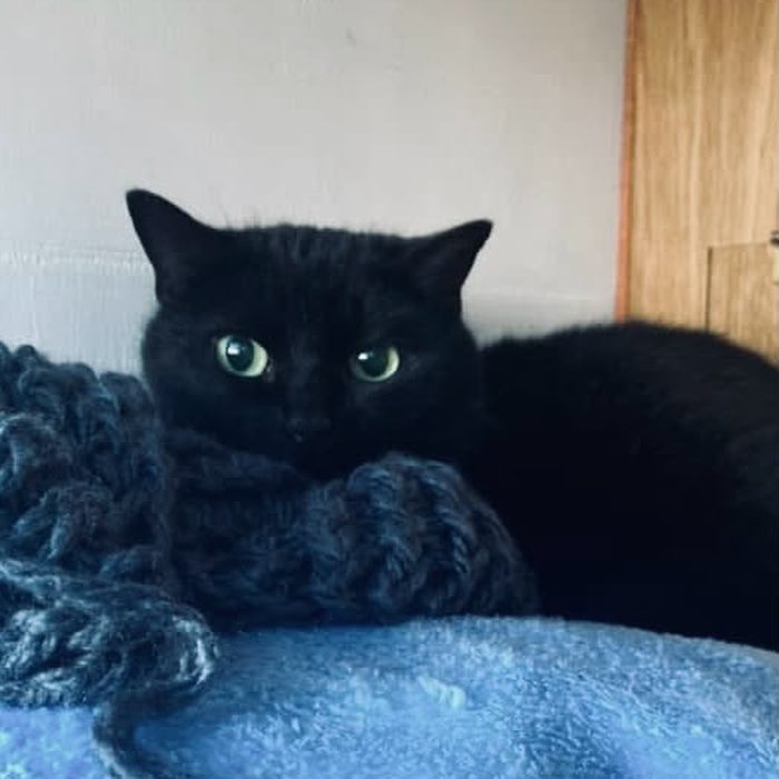 A black cat curled on a blue blanket in its cabin
